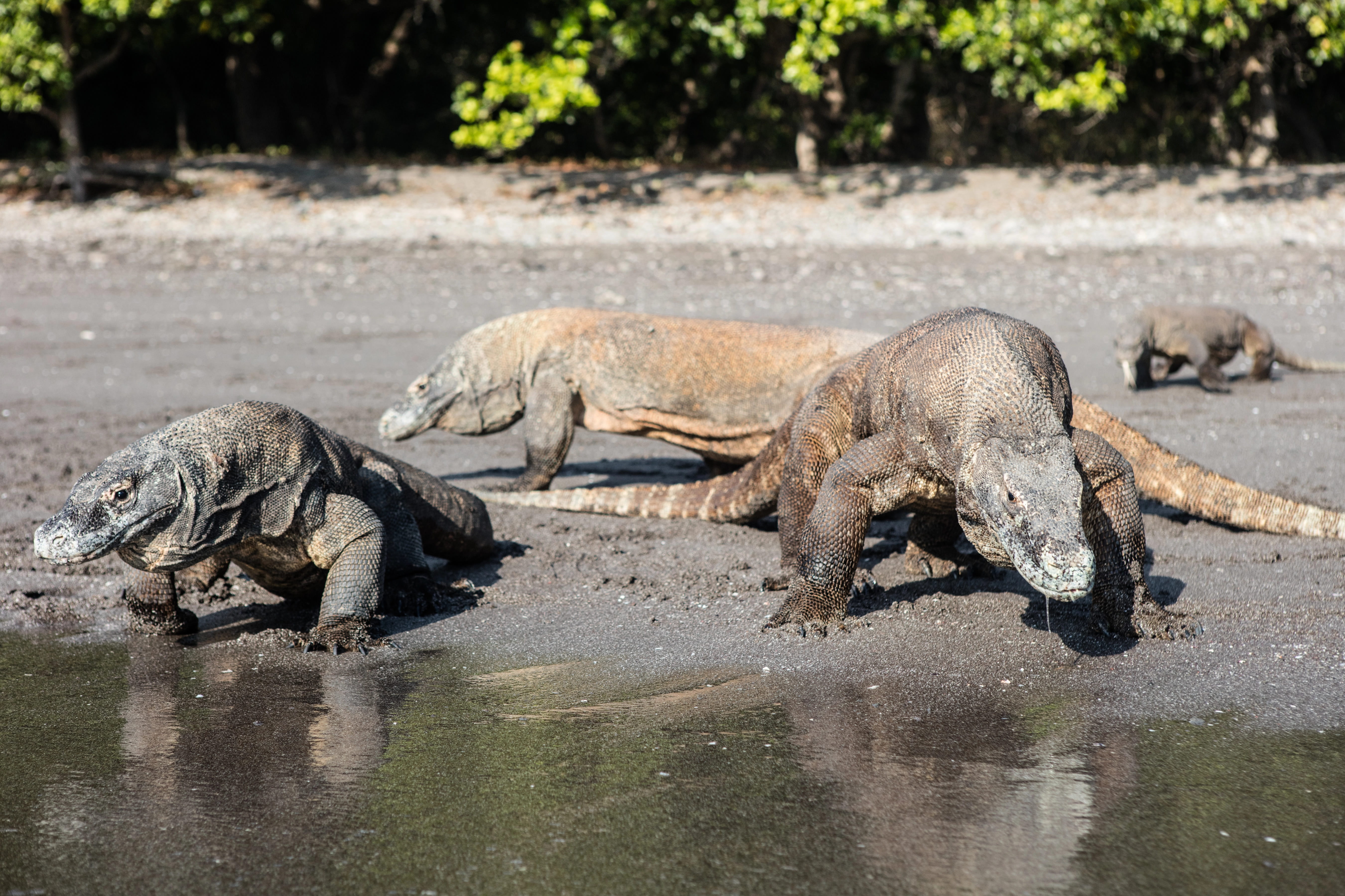 Indonezja - warany z Komodo, rejs na Komodo (4).jpg